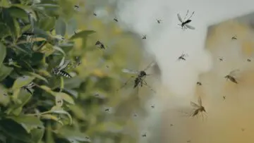 mosquito control for yard