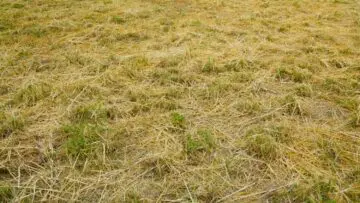 A dry Florida lawn turning yellow in summer due to heat stress, chinch bug damage, or watering issues.