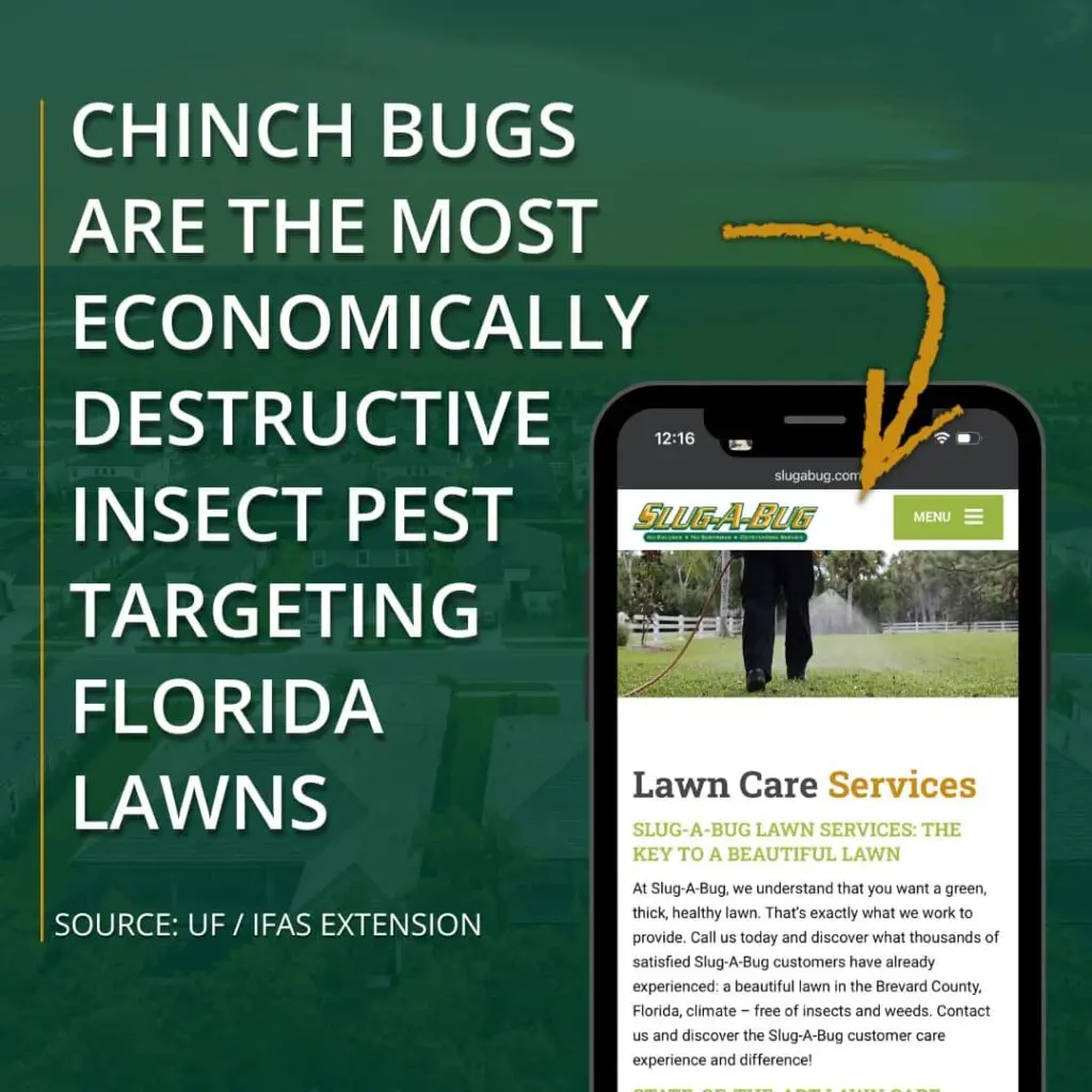 Chinch bug data infographic from UF/IFAS Extension highlighting turfgrass destruction to promote professional lawn care services.