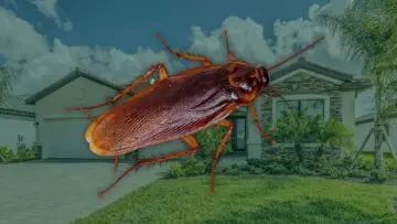 Professional palmetto bug control in Florida showing a large American cockroach in front of a suburban residential house.
