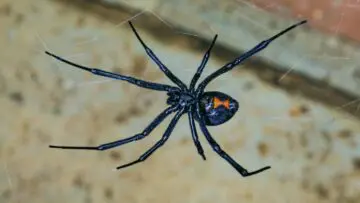 A southern black widow spider spinning a web, illustrating how to identify black widow spiders in Florida with help from Slug-A-Bug pest control.