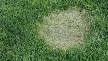 Circular bare patch of dried grass in the middle of a green lawn.