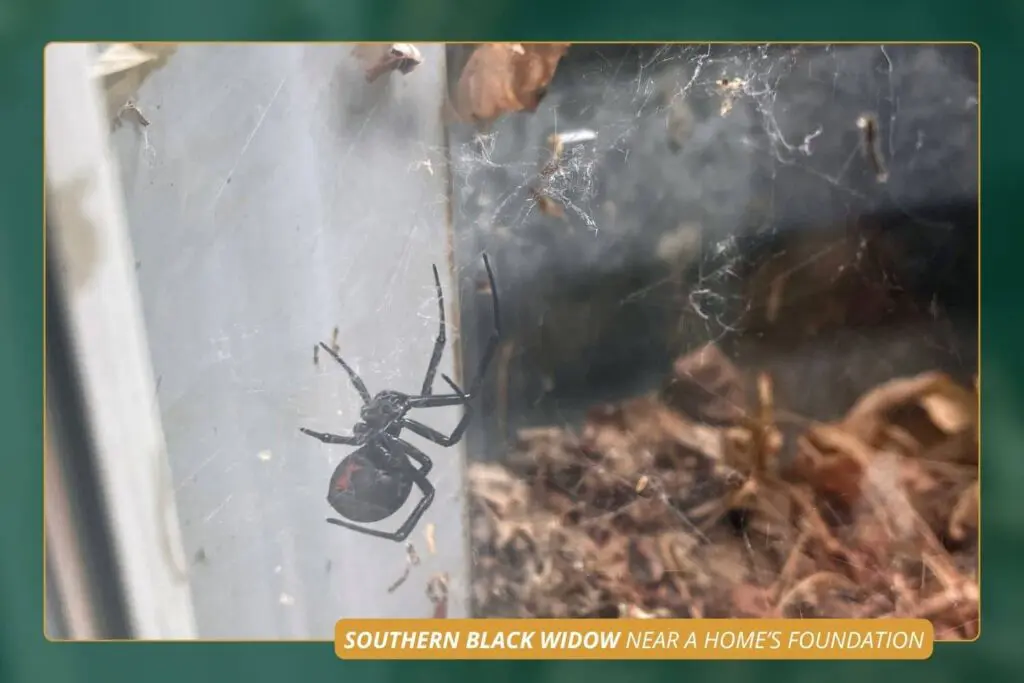 Southern black widow Florida home – Slug-A-Bug Pest Control Southern black widow spider with red hourglass in its web near a Florida home's foundation