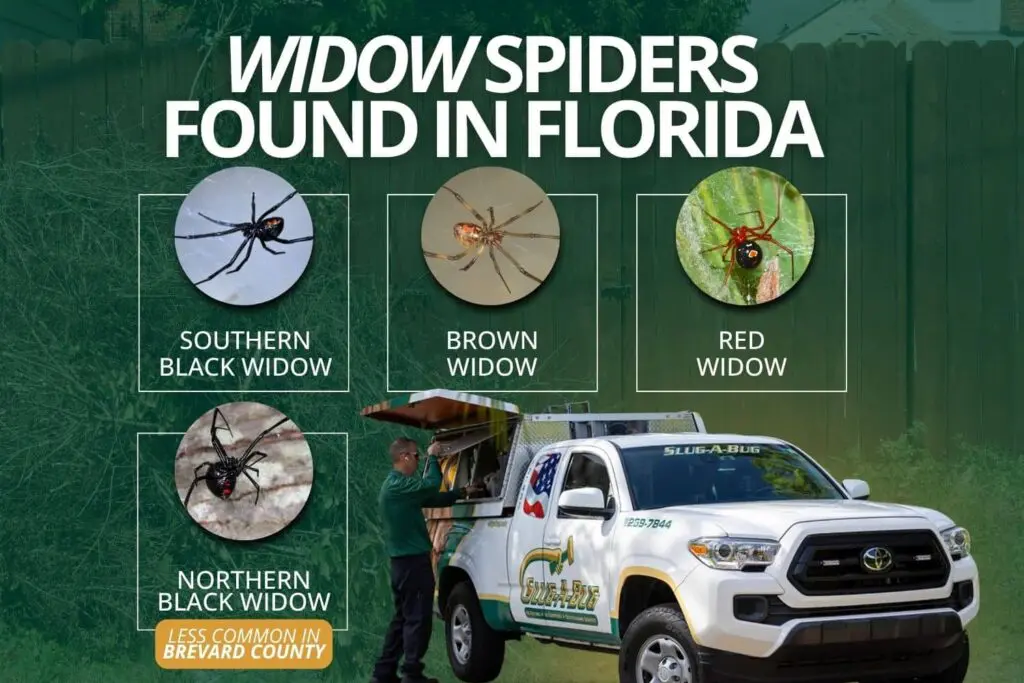 WIDOW SPIDERS FOUND IN FLORIDA – Slug-A-Bug Pest Control Poster about Florida widow spiders with four circular spider photos labeled Southern, Brown, Red, and Northern Black Widow; service vehicle in foreground.