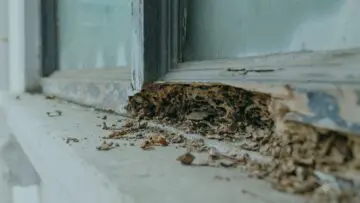 Close-up of a weathered window frame with rotted, crumbling wood and peeling paint on the sill, with debris and leaves scattered below.