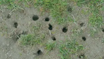 Multiple small dirt holes dug across a patchy Florida lawn from foraging animals or lawn pests