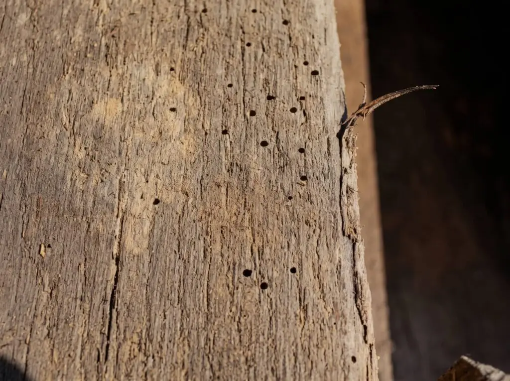 Close-up of weathered wood with numerous small holes and rough grain texture, sunlight casting shadows on the surface.
