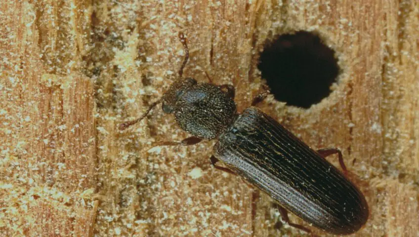 Powder post beetle on wood beside a round exit hole surrounded by fine frass