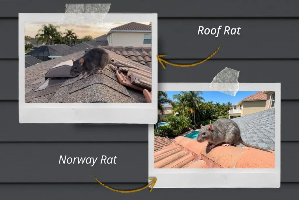 Roof rat vs norway rat – Slug-A-Bug Pest Control Side-by-side photo comparison of a roof rat and a Norway rat on Florida rooftops