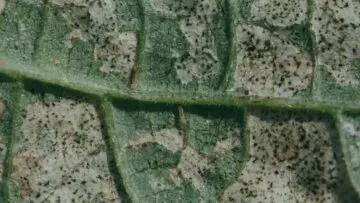 Silvery stippling and black specks of thrips waste covering a plant leaf