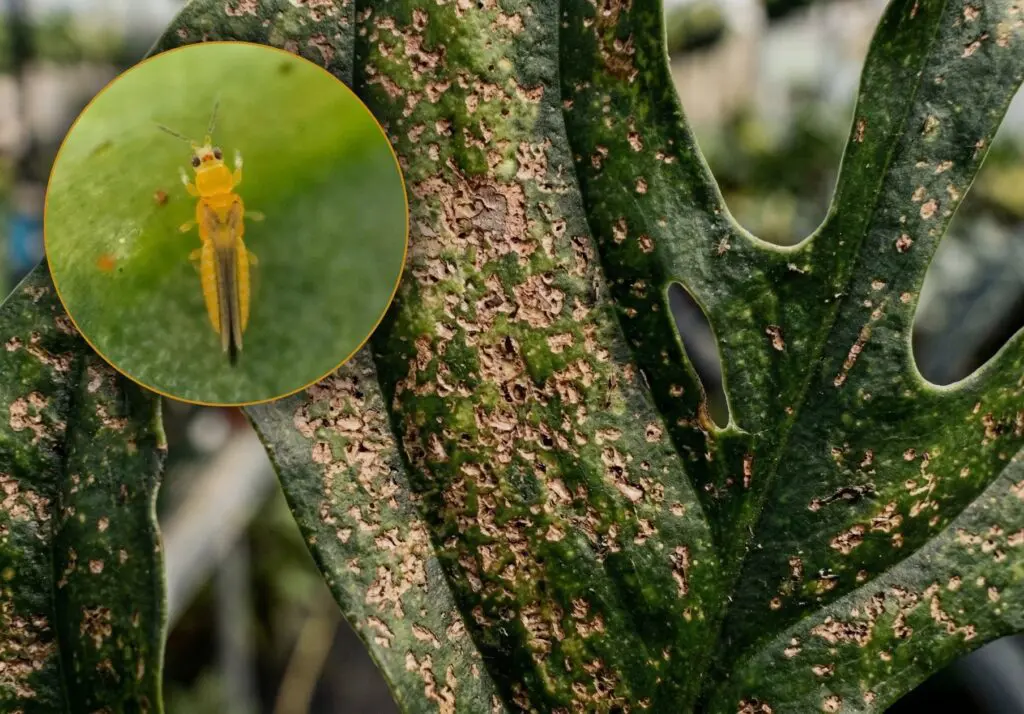 Close-up of a yellow thrips beside the bronzed scarring it leaves on a plant leaf