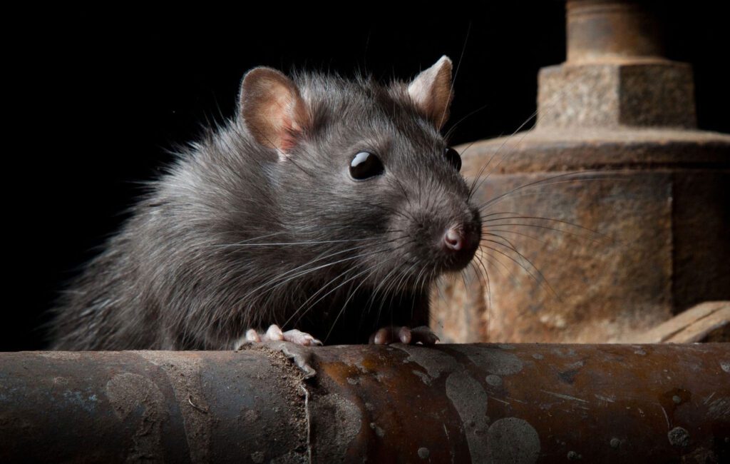 rat – Slug-A-Bug Pest Control