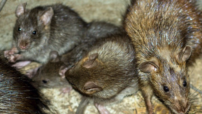 Group of rats