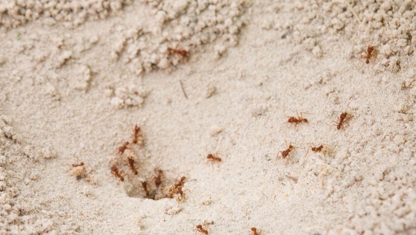 Fire ant nest