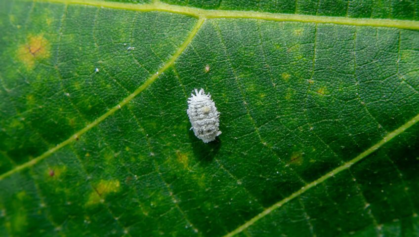 How to Identify and Control Scale Insects