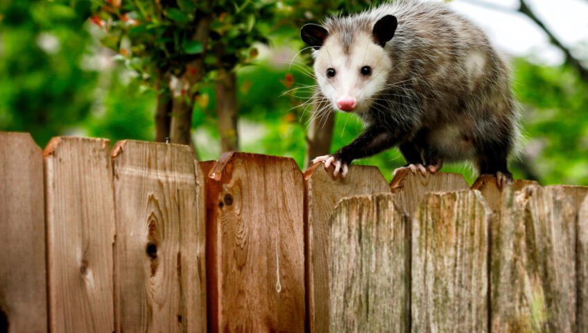 Possum on a wood fence