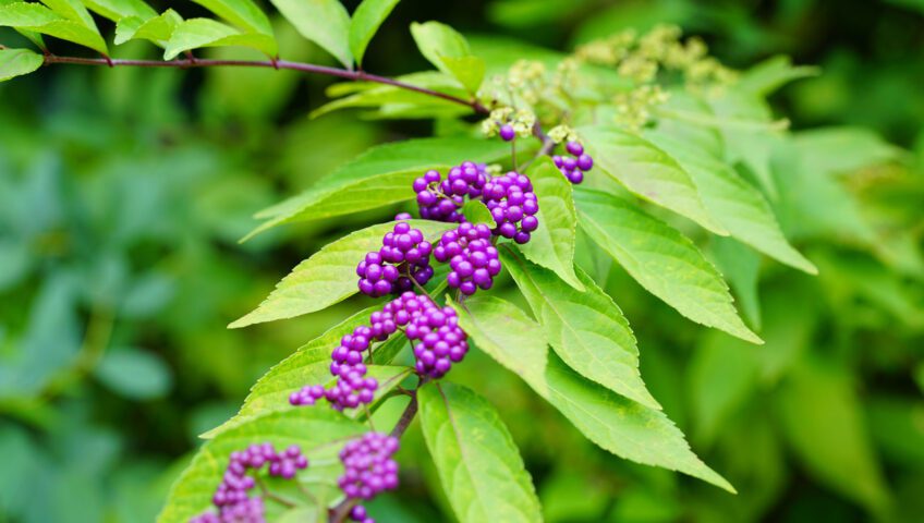 Beautyberry