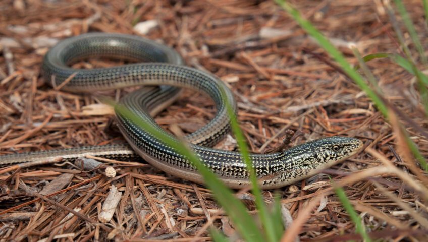 Glass lizard