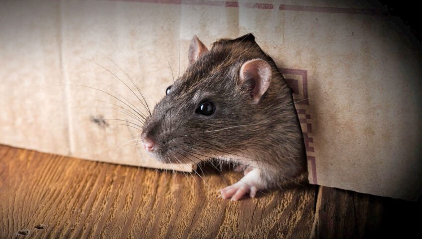 Rat peeking out of hole