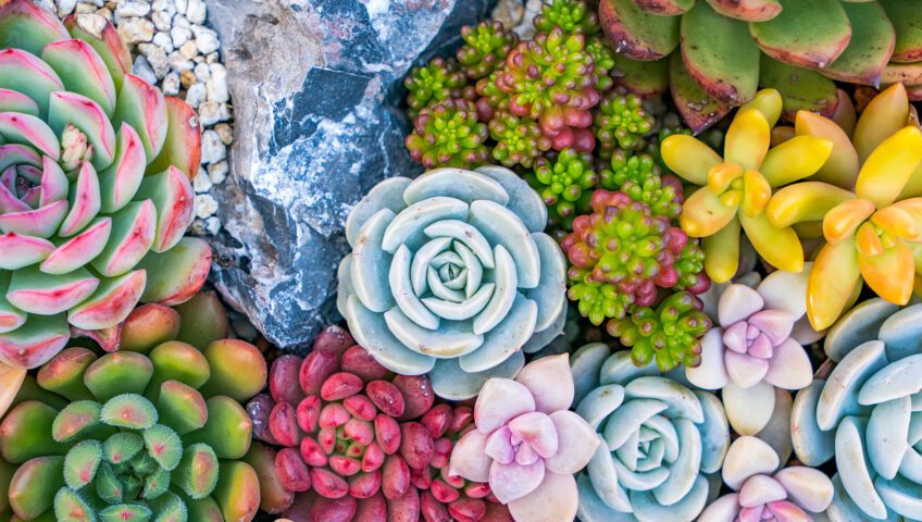 Succulents
