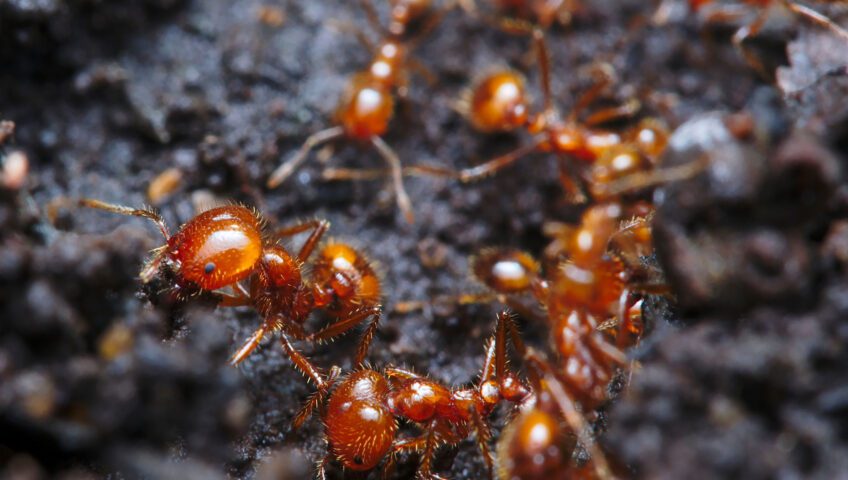 Fire Ants