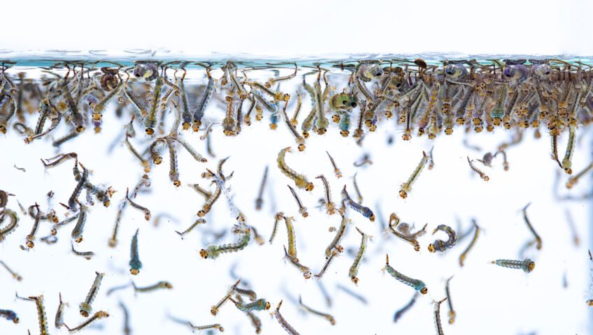 Mosquito Larvae