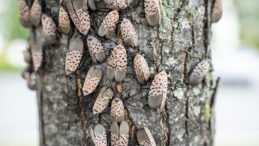 the-polka-dot-pest-causing-fruit-tree-fatalities-slug-a-bug-pest-control