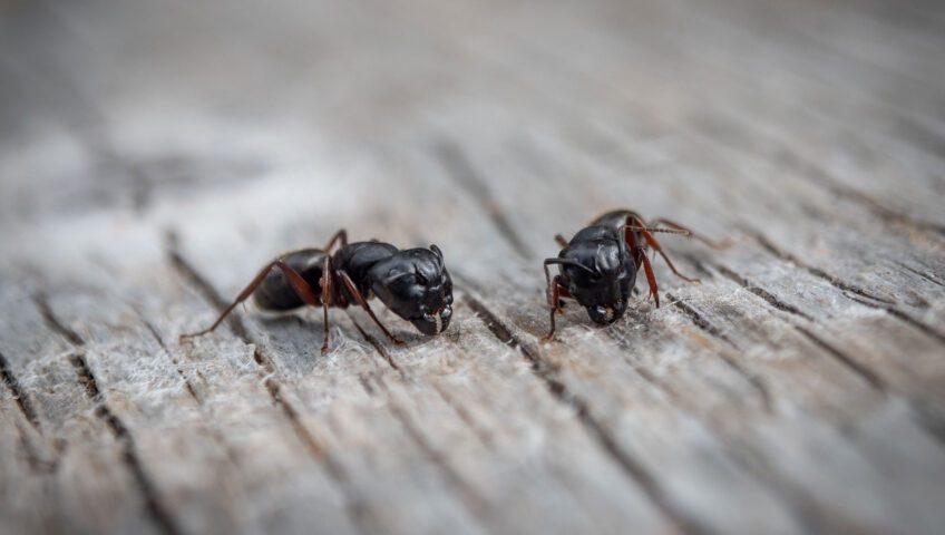 carpenter ants