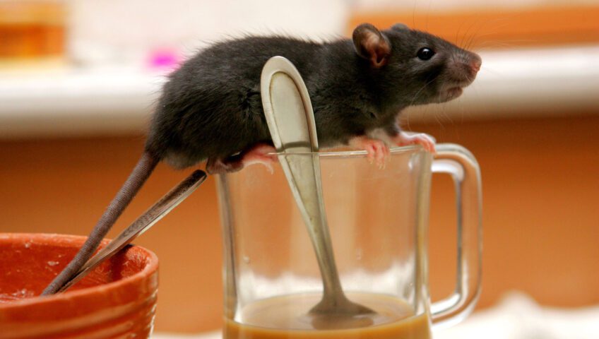 Rat perched on coffee cup