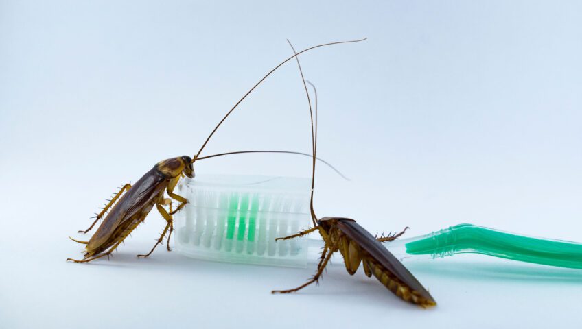 Roaches on toothbrush