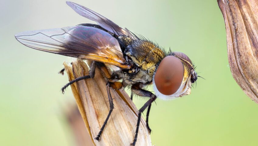 Close-up of fly