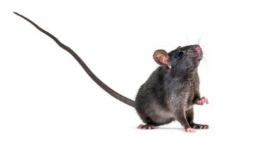 Rat on white background - How Dangerous Are Rats For a Florida Home? Discussed by Brevard County pest control professionals