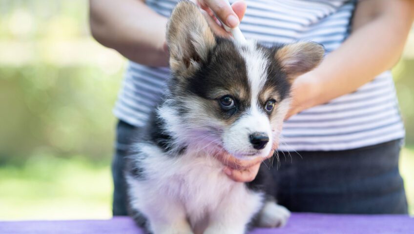 Image of a dog retrieving treatments