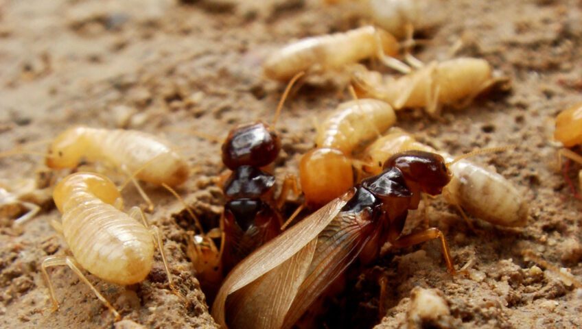 Termite infestation