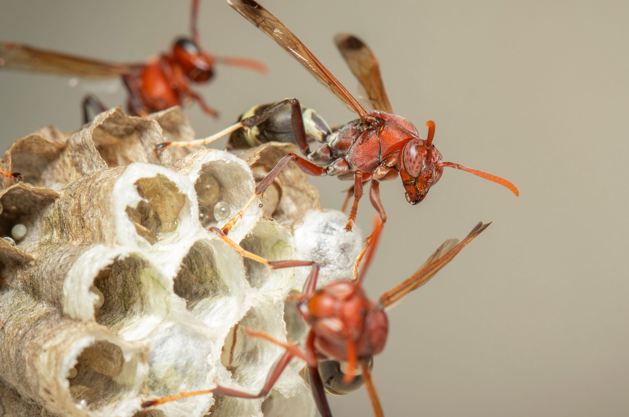 What you need to know to protect yourself from wasps