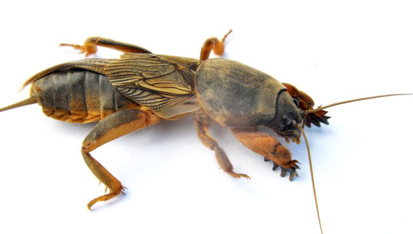 Mole cricket
