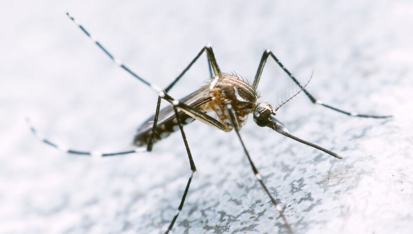 Close-up of a mosquito