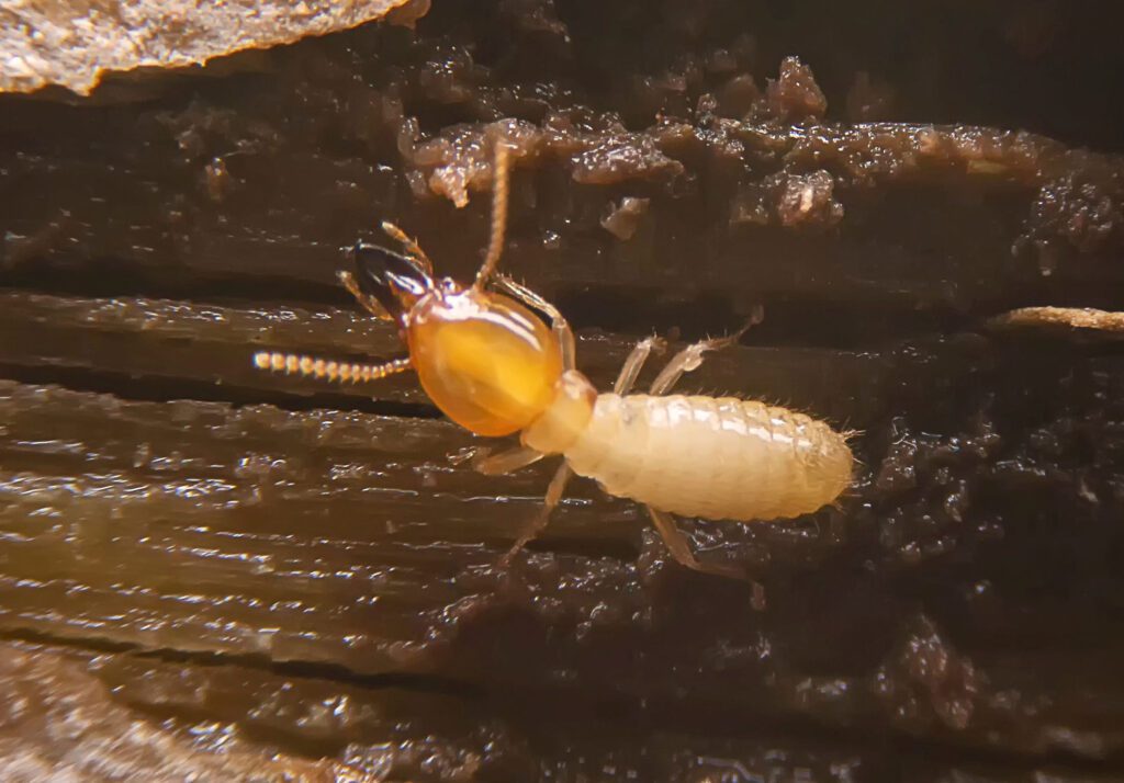 Termite tube Soldier termite on wood