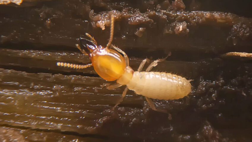 Soldier termite on wood
