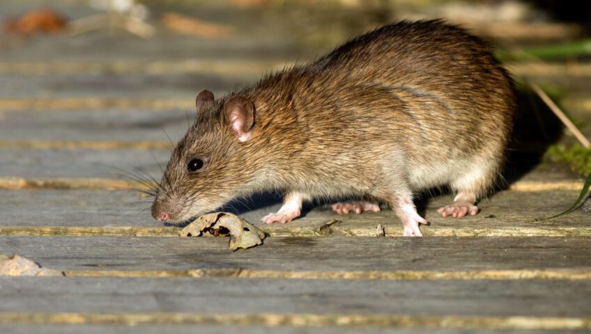 Brown rat on a deck