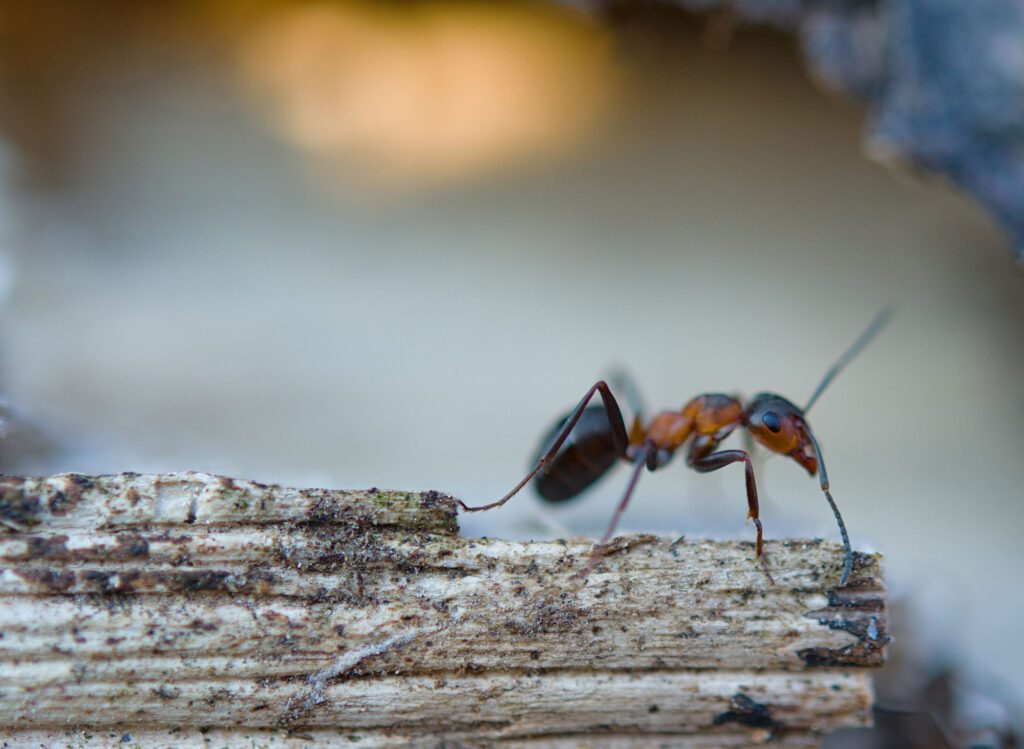 An ant on a piece of wood