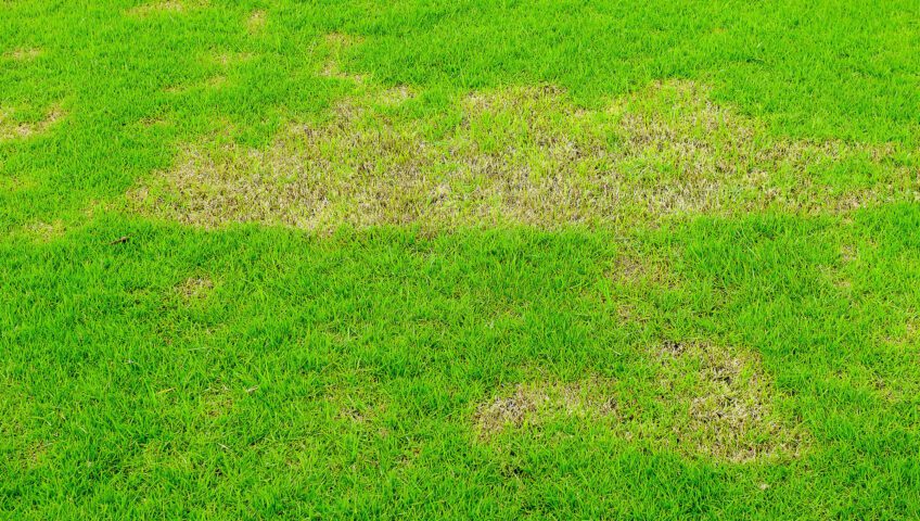 Brown patches on a lawn