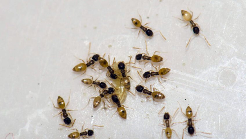 Ghost ants