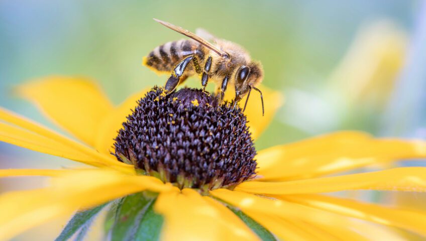 Honey bee on a flower