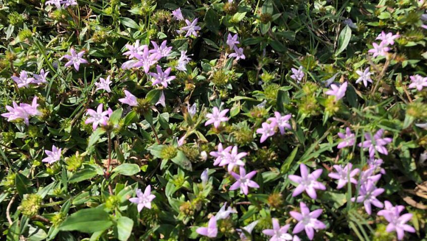 Florida snow with lavender blooms