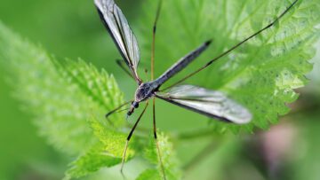 A crane fly perched on a leaf