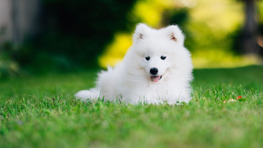 A dog lying on a thick lawn