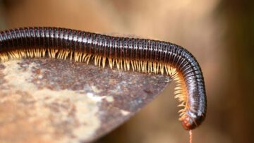 Millipede crawling on a rock