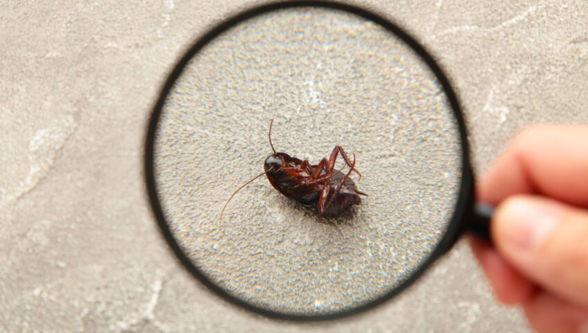 A dead cockroach under a magnifying glass