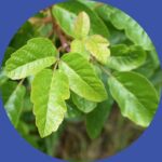 Poison Oak